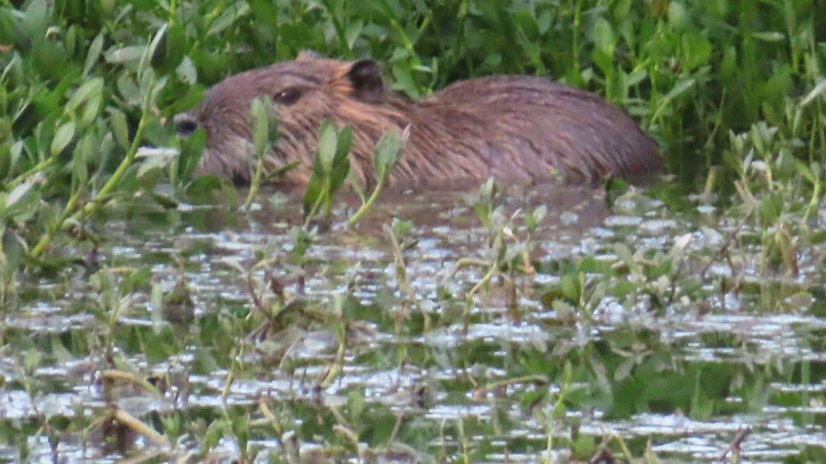 nutriabot's tweet photo. 今日のヌートリア K池公園 1匹 8月18日
#nutria #coypu #ヌートリア #ragondin #昆陽池公園 https://t.co/hbTwDAO95g