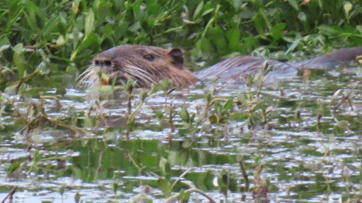 nutriabot's tweet photo. 今日のヌートリア K池公園 1匹 8月18日
#nutria #coypu #ヌートリア #ragondin #昆陽池公園 https://t.co/hbTwDAO95g