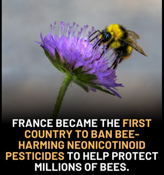 RGWritesFantasy's tweet photo. Well done France 👍

I wonder when the powers that be in the UK will have the intelligence and strength to go against the chemical industry and follow suit 🤔🤔

Save the bees...save the planet

#LoveBees #LoveNature #CareforThePlanet 
#SaveTheBees #SaveThePlanet https://t.co/n5dFnE2H9P