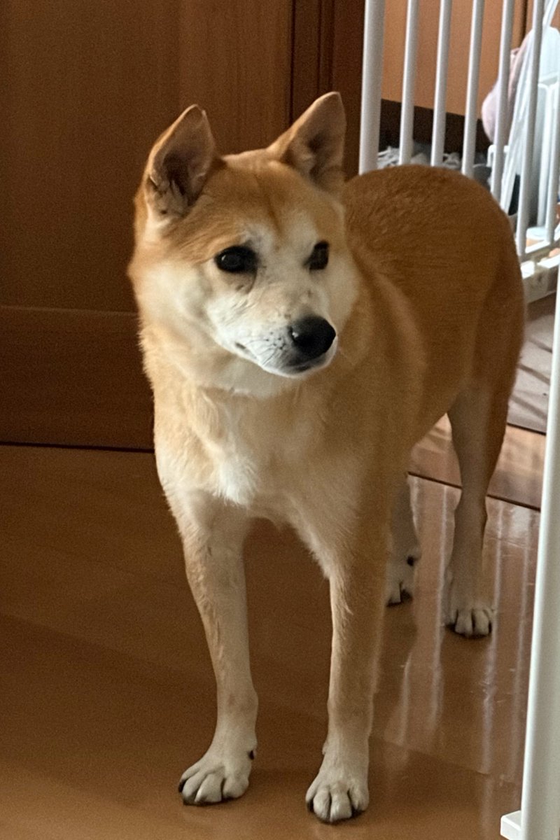 rapid1846's tweet photo. 犬の話をめちゃくちゃして恐縮なんですが、うちの犬は保護犬だった頃に脱走した経歴があるので今も首輪外してないんですが、角度で首輪が見えないだけですっぽんぽんに見える……ぬるりとした犬が見たい！ https://t.co/qt3OK9mKZs