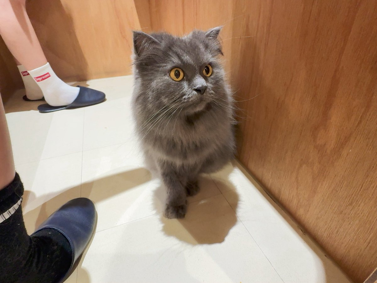 MiyaAichan's tweet photo. いとこの子供ちゃん達の希望で
猫カフェいってきた〜‼️
色んな子いてかわいかった💓癒

そして明日🪧8月19日（水）は
#MOKO におじゃまします☺

今回こそ勝つぞーーーーー🔥🔥

お時間ある方は遊びに来てね👋🏻

#PR　#dmm　#実戦来店　#園田駅近く https://t.co/VvN3y8nodF