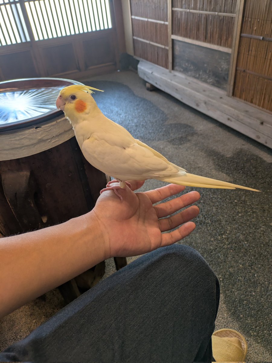 rninopon's tweet photo. 手乗りインコがいる宿は初めて
インコってこんなに可愛かったのか。
氷見　金文堂 https://t.co/jpWzOm7idL