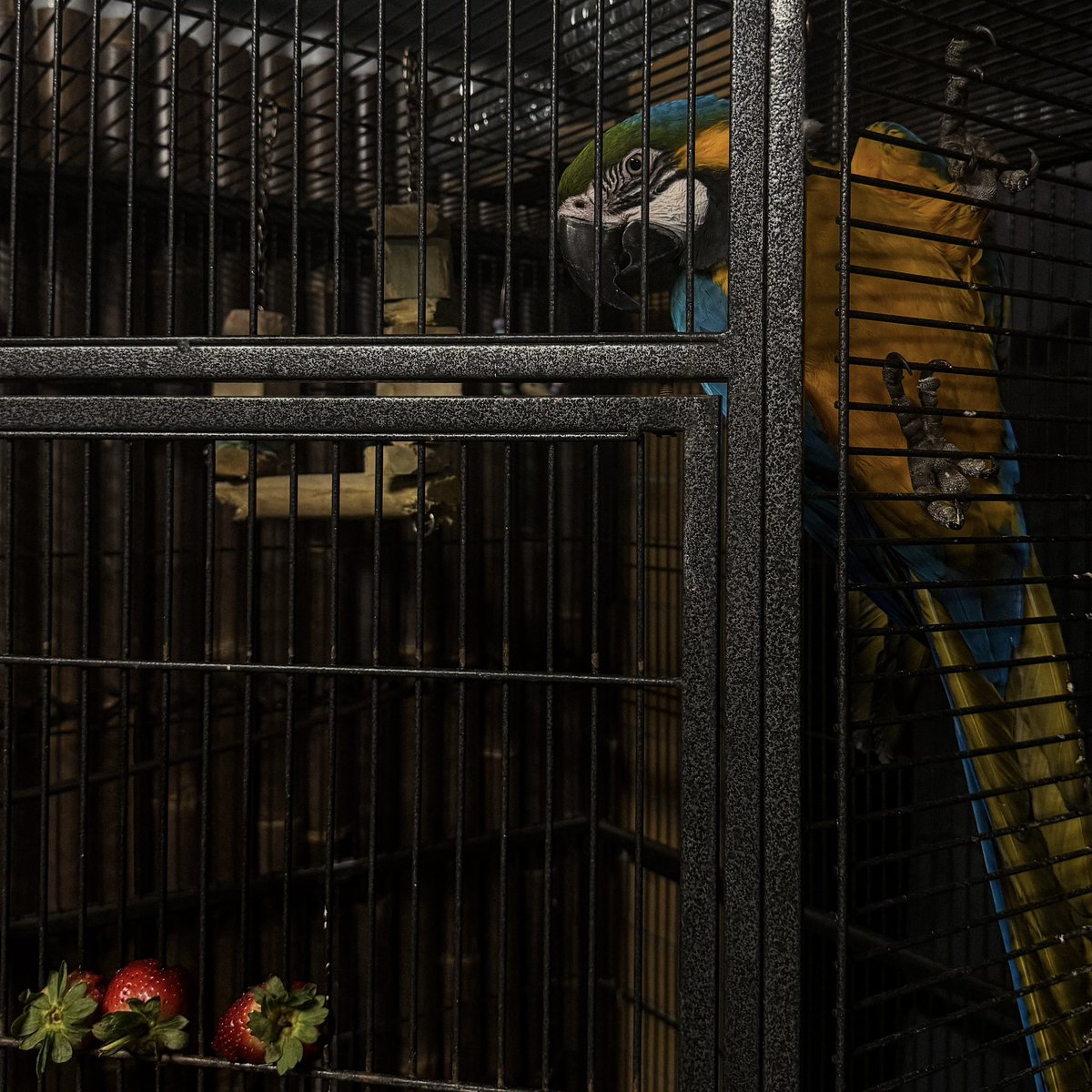 cloakedmuse's tweet photo. its so lonely in my mansion https://t.co/silY3csfON
