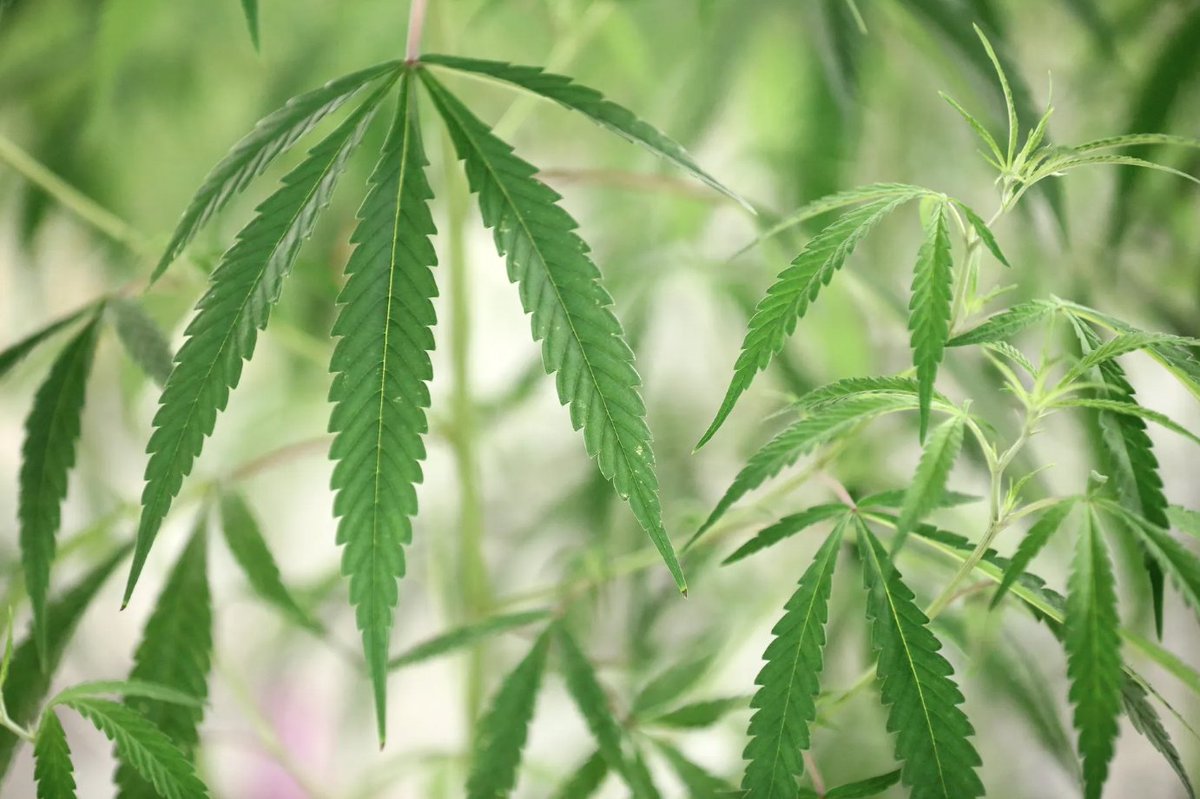 Forbes's tweet photo. Canada Invests $24 Million To Study Impact Of Cannabis On Brain Health https://t.co/0nrqeiJfTQ
Photo: Richard Lautens/Toronto Star via Getty Images https://t.co/ZZFcnG8Xnp
