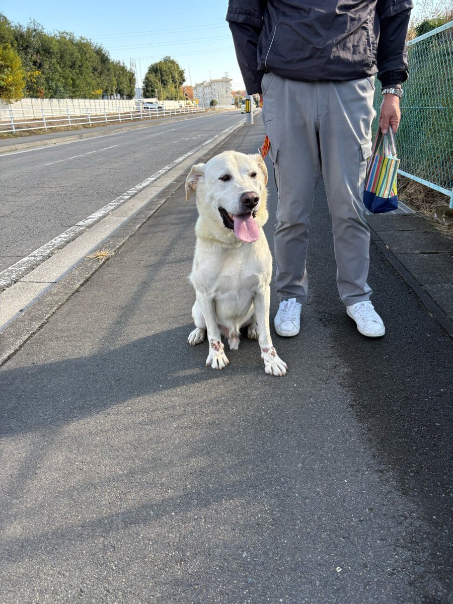 tochigisatooya's tweet photo. 【#里親募集】「ラブラドール系　バニラです」#栃木県 #小山市 - 犬の里親募集(531609) https://t.co/OYmKie47Tu #ラブラドールMIX #大型犬 #犬 https://t.co/WrlgSW3d3Z