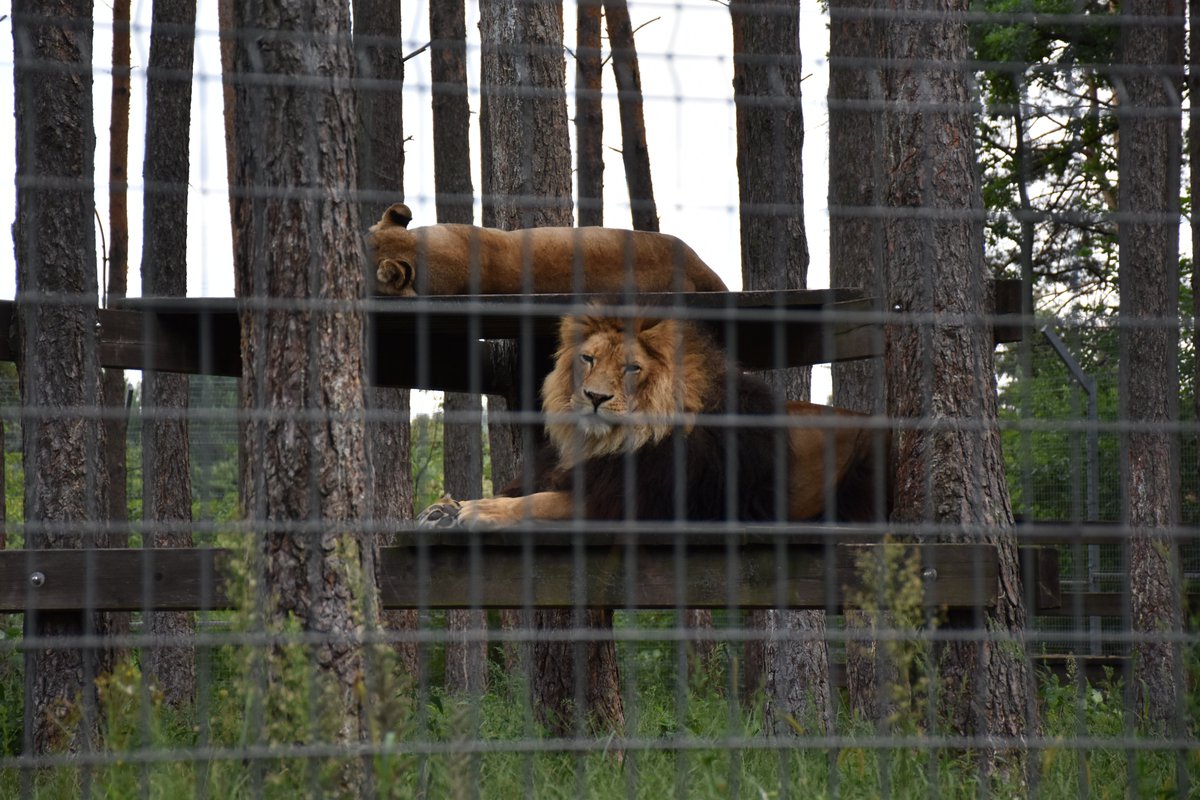 homuracoded's tweet photo. kitties... https://t.co/PmbvUyei6s