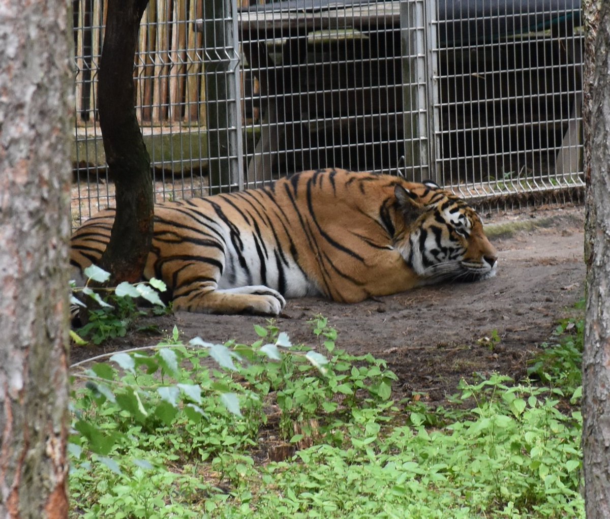 homuracoded's tweet photo. kitties... https://t.co/PmbvUyei6s