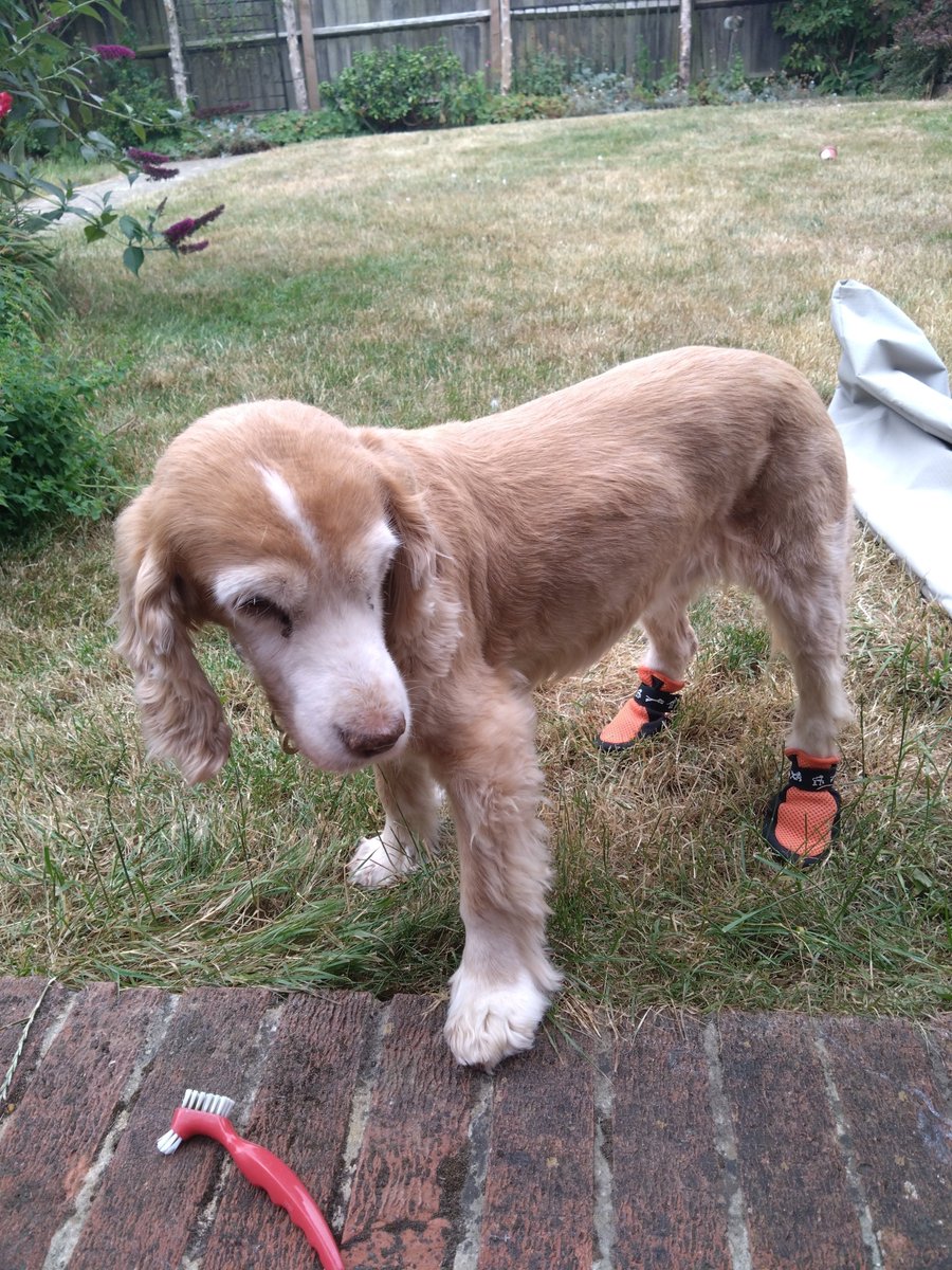MissingPetsGB's tweet photo. Kelsey update
#Banbury
Drones &amp; tracker dogs have been out

Kelsey is still missing, it's day 3 now and we think she's fallen/stuck in a hedge not far from home. If there are any walkers around the Tadmarton area we would really appreciate extra legs on the ground https://t.co/eG6kXzcWiK