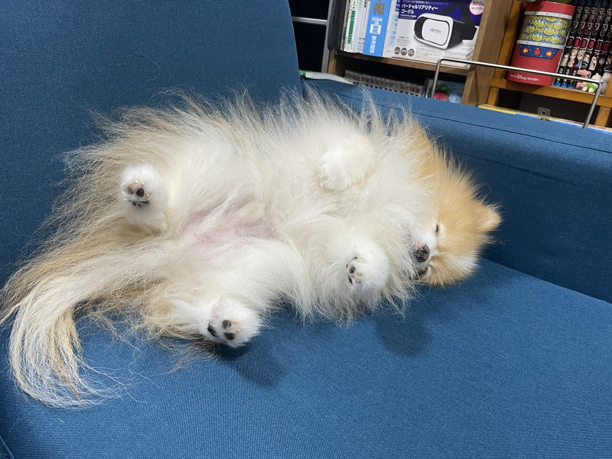 pomepoteto's tweet photo. すやすやちゃん💤

かわいい

 #ポメラニアン https://t.co/nw0UX2mhVs