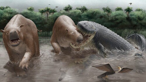 wirthstef's tweet photo. What do #paleontologists and #biologists know about #foodchains in past #geological #eras? Here is an example showing how indirect #traces can reveal #significant predators.
Can #interactions between individuals of two or more #species be directly #preserved in the #fossilrecord? Indeed, there are preserved fossils in which, for instance, #predator and #prey have been immortalized in the midst of a struggle. However, such fossils are extremely #rare, as they require the individuals involved to have died and subsequently been buried at the same time in order to undergo the #fossilizationprocess. Many fossils, conversely, originated from carcasses that were first transported away by currents, causing the original context to be lost. Consequently, specimens showing animals in direct interaction are products of extraordinary chance, extraordinary because a whole cascade of unusual #coincidences was necessary for them to jointly undergo complex biological and geological processes. Yet indirect evidence can also provide information about specific interactions between long-extinct species, such as #tracefossils. This category includes, for example, the remains of large herbivores bearing #bitemarks from predators. In ideal cases, researchers can even attribute these bite marks to specific #predatorspecies, thereby making it possible to #reconstruct the #ecologicaldynamics of #ecosystems from the distant past.
O. E. Wilson et al. (2026) examined #Miocene trace fossils from #SouthAmerica using #museumspecimens. During the Miocene, parts of South America was characterized by a vast inland body of water (#Pebas #megawetlandsystem) According to the researchers, trace fossils indicate that giant, #extinct #crocodiles were among the #apexpredators in this #aquatic and #wetland ecosystem. Notable among them is #Purussaurus #neivensis, a species reaching lengths of up to 7 meters and weighing up to 1,800 kilograms, which was one of the largest crocodiles of its time.
© #StefanFWirth, August 2026, Berlin
Please support my science communication efforts with even a small donation:
ko-fi; 👇 see link in my first reply below.
Reference:
O. E. Wilson et al. (2026):
DOI: 10.1080/02724634.2026.2701154; 👇 see link in my first reply below.
#Figures:
1) Detail of trace fossils embedded in the lower #jaw of #Xenastrapotherium kraglievichi (UCMP 38115). A, lingual side showing the location and details of #Nihilichnus fissuratus and #Brutalichnus sp.; B, buccal side showing the location and details of #Knethichnus parallelum.
2) #Langstonia huilensis (Reptilia, Crocodyliformes, Sebecidae) feeding on the carcass of a #Xenastrapotherium kraglievichi (Mammalia, Astrapotheria, Astrapotheriidae). Also depicted in the background is #Huilatherium pluriplicatum (Mammalia, Notoungulata, Leontiniidae), a species known from the UCMP V4528 locality. Artist: Miguel Hernandez.
3) Purussaurus neivensis (Reptilia, Crocodyliformes, #Caimaninae) attacking a #Pericotoxodon platignathus (#Mammalia, Notoungulata, Toxodontidae). Also depicted in the foreground are #Anhinga cf. A. grandis (#Aves, Suliformes, Anhingidae) and #Caiman sp. (Reptilia, Crocodyliformes, Caimaninae). Artist: Miguel Hernandez.
1) – 3) by authors of the paper cited above, licensed under the
Creative Commons Attribution License 4.0