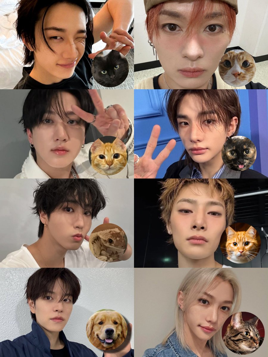 minhoadickted's tweet photo. Stray Kids según leeknow:

🐺: un gato negro
🐰: un gato atigrado naranja
🐷🐰: un gato naranja
🥟: un gato calico o carey
🐿️ : un reptil 
🐥 : un gato atigrado mackerel
🐶 : un retriever
🦊 : un gato atigrado naranja (macho) https://t.co/Mg0JVNcKdO