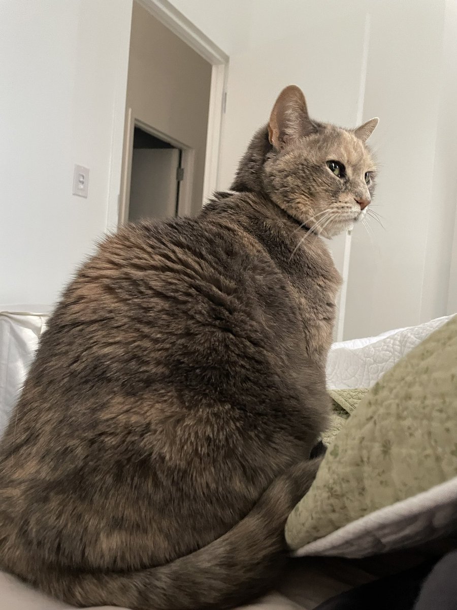 softlyhan_'s tweet photo. she’s waiting for me to get out of bed (to feed her) https://t.co/3lQ2JPOV4n