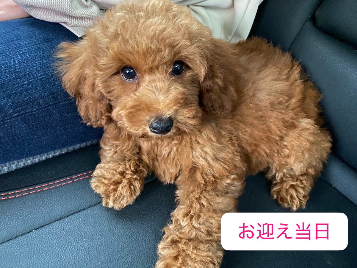 melon20130401's tweet photo. ご無沙汰しております🙇‍♀️
実は今年の4月9日にトイプーのモカ（現在7ヶ月のパワフル女子）が家族に加わりました✨️
初代わんこの命日に誕生した子で不思議な縁を感じ、お迎えしました🐶猫たちとの関係はまだまだ微妙です😅
 #トイプー https://t.co/sJvt4ZKx4s