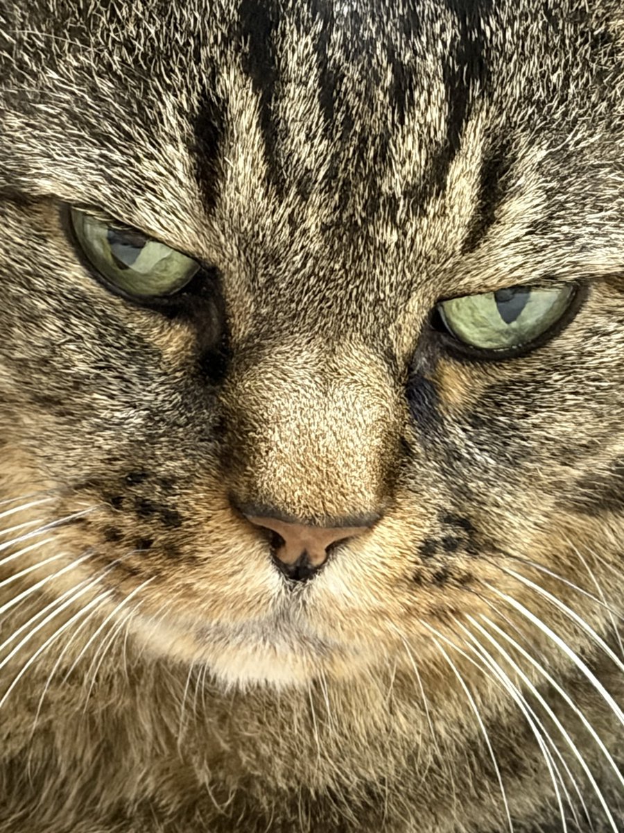 ねこじま まめたろう (@nekojima_22) / Posts / X