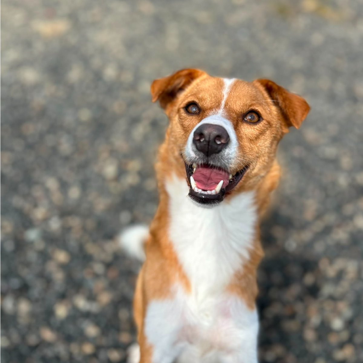team_greenacres's tweet photo. Meet Suzie, a lovely 2 year old medium-sized crossbreed who, sadly, hasn't had the easiest start in life
There is more to Suzie's story that we will discuss openly & honestly with potential adopters, because it's important that her new family understands her past & the support she may need
🐶Despite everything she's been through, Suzie has remained a sweet, gentle & incredibly kind girl who is simply desperate for someone to give her the loving home she has always deserved
🐶Suzie has a wonderful nature
🐶✅️She enjoys the company of other dogs
🏡Suzie is now hoping that her second chance will be the one that lasts forever – a patient, loving home where she can feel safe, settled & truly part of a family
🏡If you think you could give this special girl the time, understanding & love she needs, Suzie would love to meet you
🏡If you think you can offer Suzie the right home, please complete the application form by following the link below👇
🔗
https://t.co/FB0EiftFVH
📝FYI: Applications are processed Monday to Thursday. Please be patient, our Rehoming Team will be in contact with you as soon as possible📝
🏡🏥All successful applications are subject to home & Vet checks🏥🏡
📍Our animals are based in #Pembrokeshire South West #Wales While we do rehome across the UK, please keep our location in mind because visits to the centre are essential. We may also prioritise homes that are closer to the rescue
For full details on our adoption process please visit:
🔗
https://t.co/P5YZxvile6
Can't adopt right now? The best way to help an animal in need is to:
🔁SHARE THEIR POST so it reaches their forever home🔁
📝Engage with their post by leaving a comment or an emoji because this helps with the X algorithm📝
Thank you for considering adoption & for helping us find a truly special home for Suzie 💚🙏💚
#teamgreenacres #rescue #k9hour #rehomehour #teamzay