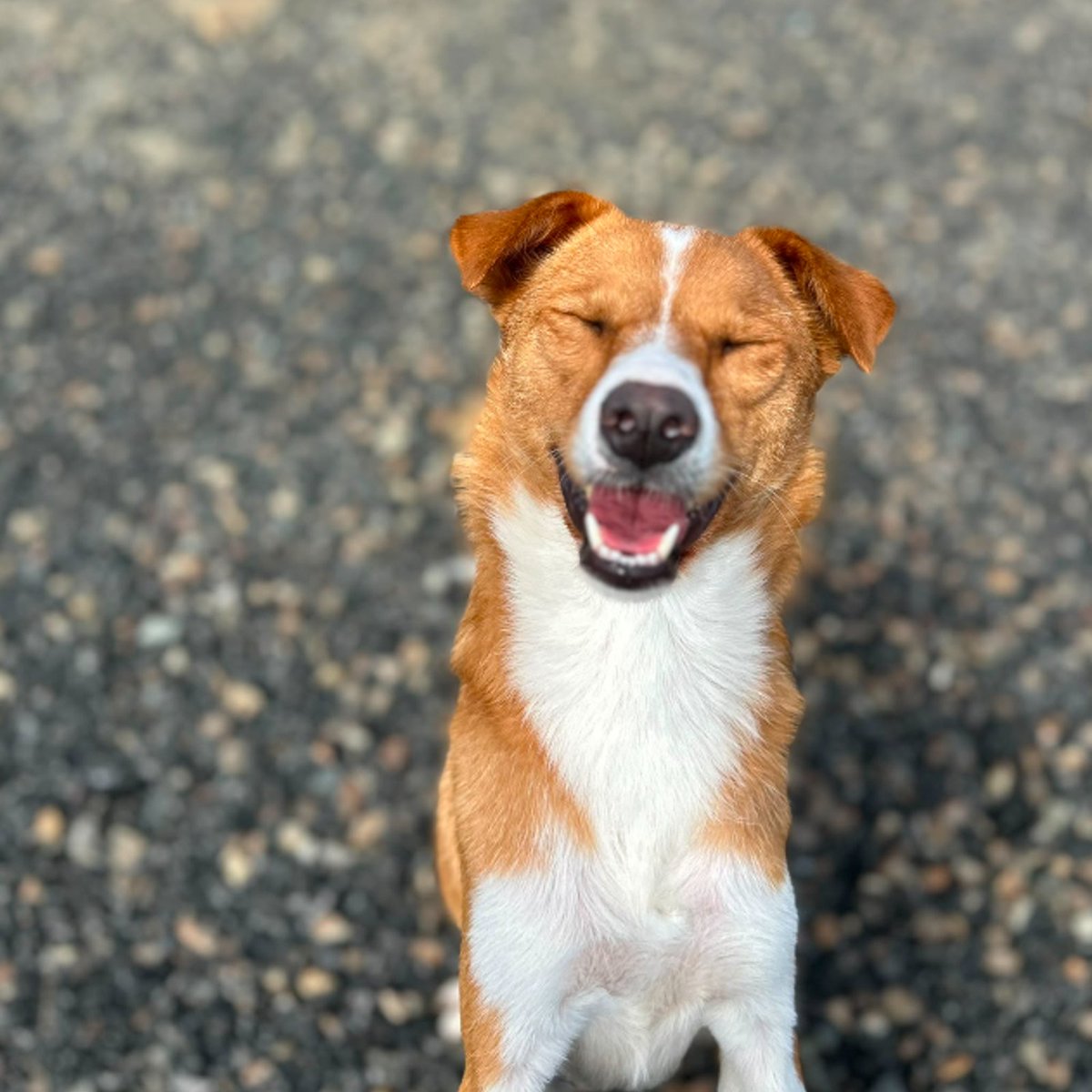 team_greenacres's tweet photo. Meet Suzie, a lovely 2 year old medium-sized crossbreed who, sadly, hasn't had the easiest start in life
There is more to Suzie's story that we will discuss openly & honestly with potential adopters, because it's important that her new family understands her past & the support she may need
🐶Despite everything she's been through, Suzie has remained a sweet, gentle & incredibly kind girl who is simply desperate for someone to give her the loving home she has always deserved
🐶Suzie has a wonderful nature
🐶✅️She enjoys the company of other dogs
🏡Suzie is now hoping that her second chance will be the one that lasts forever – a patient, loving home where she can feel safe, settled & truly part of a family
🏡If you think you could give this special girl the time, understanding & love she needs, Suzie would love to meet you
🏡If you think you can offer Suzie the right home, please complete the application form by following the link below👇
🔗
https://t.co/FB0EiftFVH
📝FYI: Applications are processed Monday to Thursday. Please be patient, our Rehoming Team will be in contact with you as soon as possible📝
🏡🏥All successful applications are subject to home & Vet checks🏥🏡
📍Our animals are based in #Pembrokeshire South West #Wales While we do rehome across the UK, please keep our location in mind because visits to the centre are essential. We may also prioritise homes that are closer to the rescue
For full details on our adoption process please visit:
🔗
https://t.co/P5YZxvile6
Can't adopt right now? The best way to help an animal in need is to:
🔁SHARE THEIR POST so it reaches their forever home🔁
📝Engage with their post by leaving a comment or an emoji because this helps with the X algorithm📝
Thank you for considering adoption & for helping us find a truly special home for Suzie 💚🙏💚
#teamgreenacres #rescue #k9hour #rehomehour #teamzay