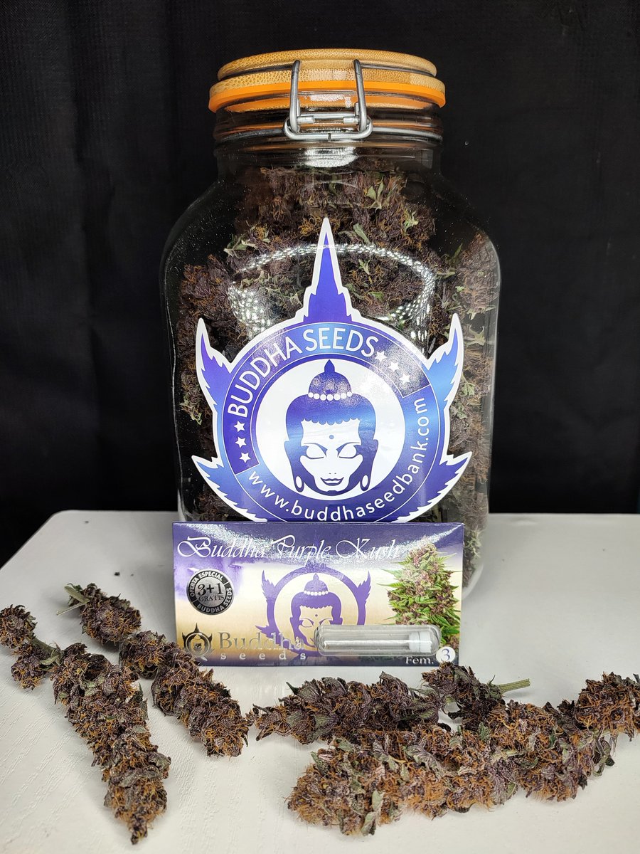 BuddhaSeeds's tweet photo. Curado: ¿caja de cartón o bote de vidrio? 😜¿De qué team eres?
#buddaseeds #weedmke https://t.co/jeqdwElM2P