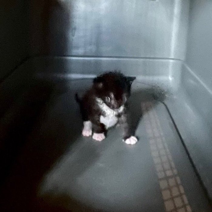 Indie5051's tweet photo. Está mujer compró una caja de transporte para el gatito, pero olvidó verificar el tamaño. https://t.co/fAQwFIwKYG