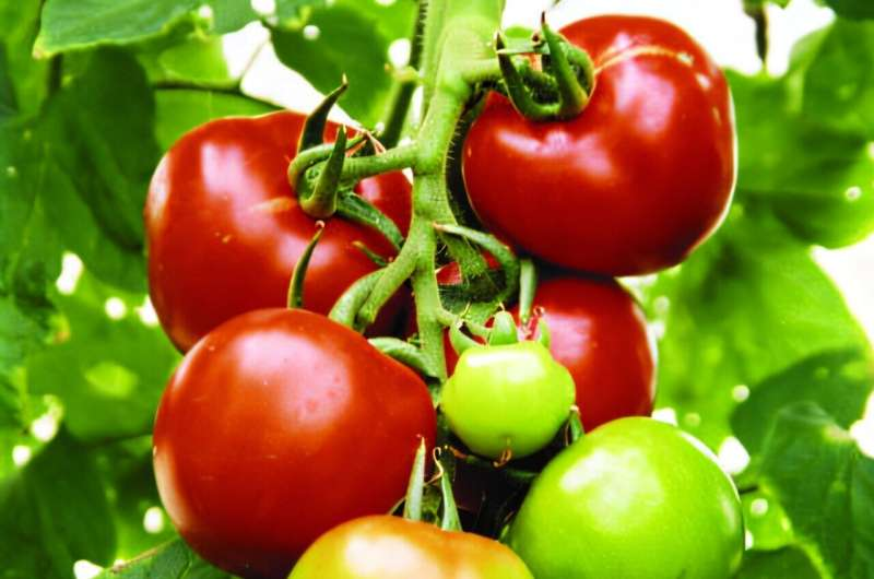 2026Adv12990's tweet photo. How tomato 'golden hour' research could help crops survive heat waves and drought read more: https://t.co/Qce7sczc4v To Know More Information About Adv. PSPB 2027 Visit Our Website: https://t.co/GhkmIHgomg #plantbased #crops #farming https://t.co/3IYQkstUmP
