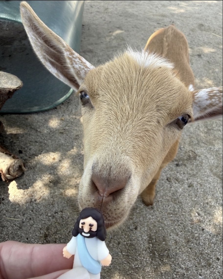 TravelingwJesus's tweet photo. One's the real G.O.A.T., and the other is goat-ally adorable. https://t.co/SIKdS4VNx0