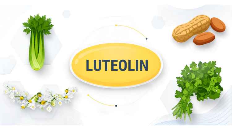 HeidiHmoretti's tweet photo. Quercetin gets called "nature's antihistamine," but a lesser-known flavone may work even better: luteolin.

And it may even work better than prescription forms too. 

Here's what's actually happening in your body during a histamine reaction. A trigger — an allergen, a food, stress — causes calcium to flood into your mast cells and activates an enzyme called PKC. That cascade makes the mast cell degranulate (rupture and release its contents), dumping histamine, leukotrienes, and inflammatory cytokines into your tissue. That's what produces flushing, hives, congestion, headache, and GI symptoms.

Most antihistamines block histamine after it's already released. Luteolin works differently — it blocks the calcium and PKC signaling upstream, so the mast cell never dumps its contents in the first place.

A 2024 Tufts University study went head-to-head with cromolyn, the only prescription mast cell stabilizer on the market, and found luteolin the more potent inhibitor. The gap is significant: in earlier research, cromolyn only reduced one key marker of mast cell activation by about 30% and barely touched TNF release, while luteolin meaningfully blocked both. Cromolyn also has to be present at the exact moment of a trigger to work — luteolin doesn't.

Food sources include celery (especially the leaves), parsley, chamomile, oregano, and peanut skins. But that last one matters: a large share of commercial luteolin supplements are extracted from peanut shells. If you have a peanut allergy, look specifically for luteolin sourced from Sophora japonica flower instead.

One more distinction worth knowing: luteolin isn't the same as DAO. DAO clears histamine that's already circulating. Luteolin prevents your mast cells from releasing it in the first place. They're complementary, not interchangeable.

Full breakdown of the research, dosing, and sourcing:
https://t.co/brLY27zA7s