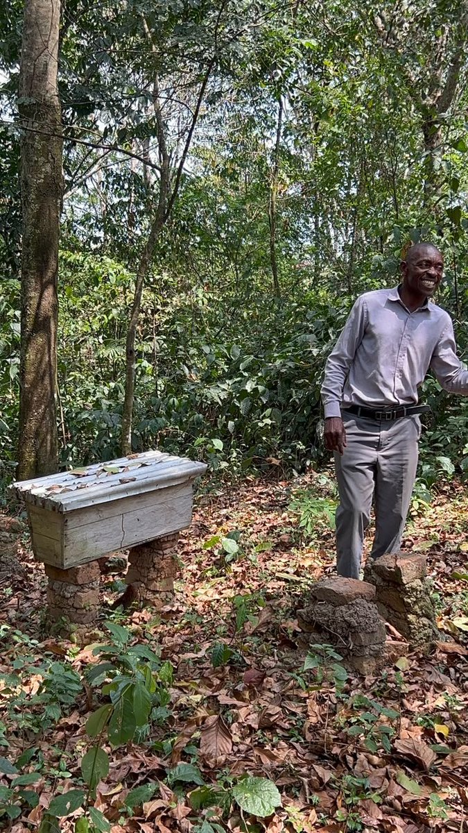 ECOTRUST_Ug's tweet photo. Before he became a conservation champion, Benon Bushoborozi was a hunter and illegal tree cutter in Queen Elizabeth National Park.

In 2002, he joined ECOTRUST’s Trees for Global Benefit programme and planted his first trees.

That decision changed everything.

#EcotrustUgAt27 https://t.co/aVT6n2seg1