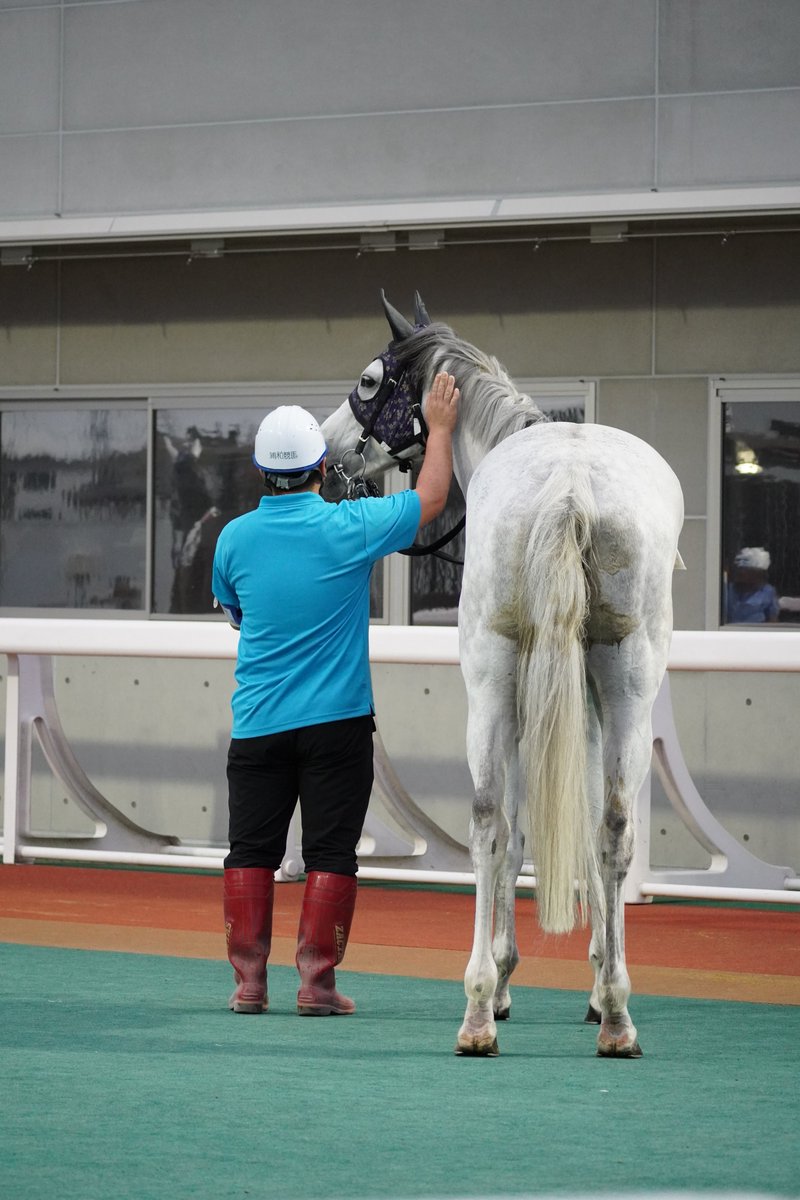 Wasukerex's tweet photo. 2026/08/11
浦和9R　納涼特別
デザートウインド　競走除外

返し馬後除外となりましたが
1枚目の写真が好きなので残しておきたいと思います

次の船橋開催に登録あるっぽいので
大丈夫だと思いますが…😭😭😭

#デザートウインド
#藤原智行厩舎
#西啓太騎手
#浦和競馬 https://t.co/SyQvvDZOZs