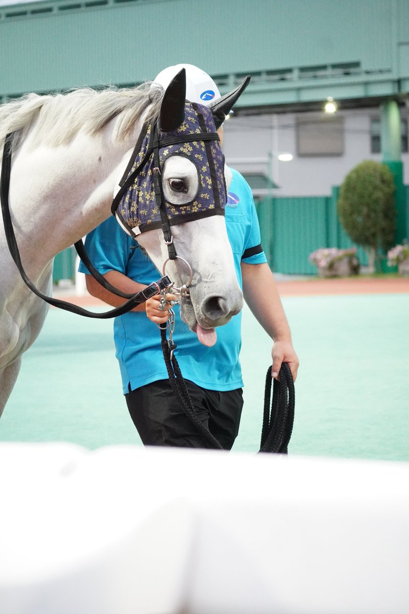 Wasukerex's tweet photo. 2026/08/11
浦和9R　納涼特別
デザートウインド　競走除外

返し馬後除外となりましたが
1枚目の写真が好きなので残しておきたいと思います

次の船橋開催に登録あるっぽいので
大丈夫だと思いますが…😭😭😭

#デザートウインド
#藤原智行厩舎
#西啓太騎手
#浦和競馬 https://t.co/SyQvvDZOZs