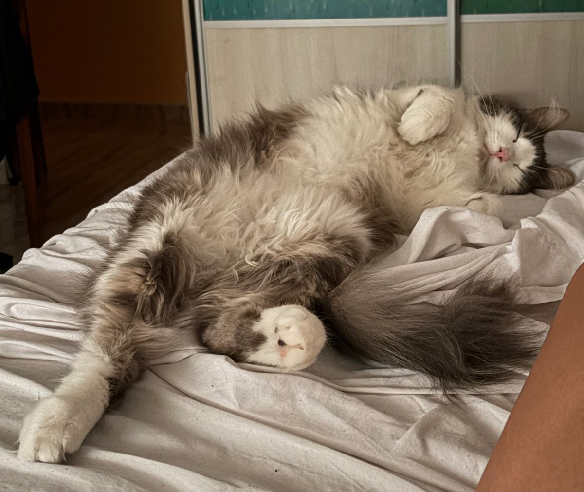 mnipatri's tweet photo. @meieff fotos de mis dos bebés https://t.co/F4IgKYZ9eu