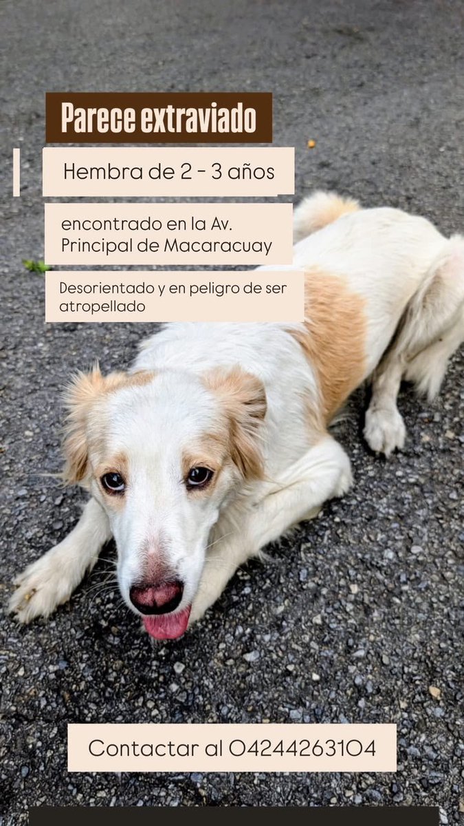 gracon27's tweet photo. #Caracas
#Macaracuay
🚨🚨🚨🚨🚨🚨🚨🚨🚨🚨🚨
Esta perrita se presume perdida.
Favor difundir 🙏🏻 
Gracias 🫂 🇻🇪 https://t.co/65oBVkOI7S