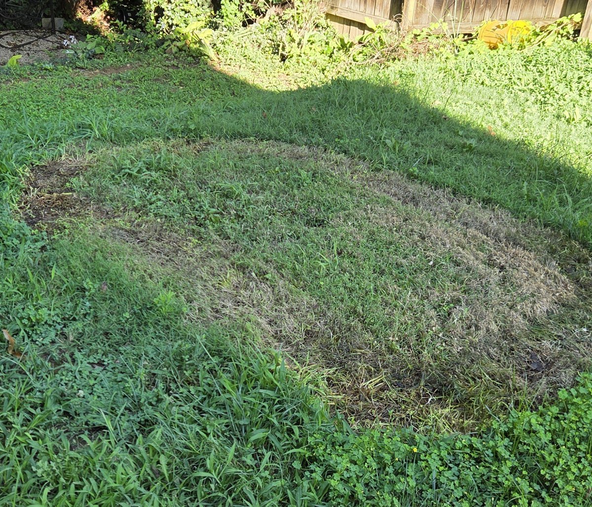 SeanIsSketch's tweet photo. The same vandals that damaged the grass near Trump's 4th of July event on the national mall have struck the inflatable pool area of my backyard https://t.co/PH8rI7610E