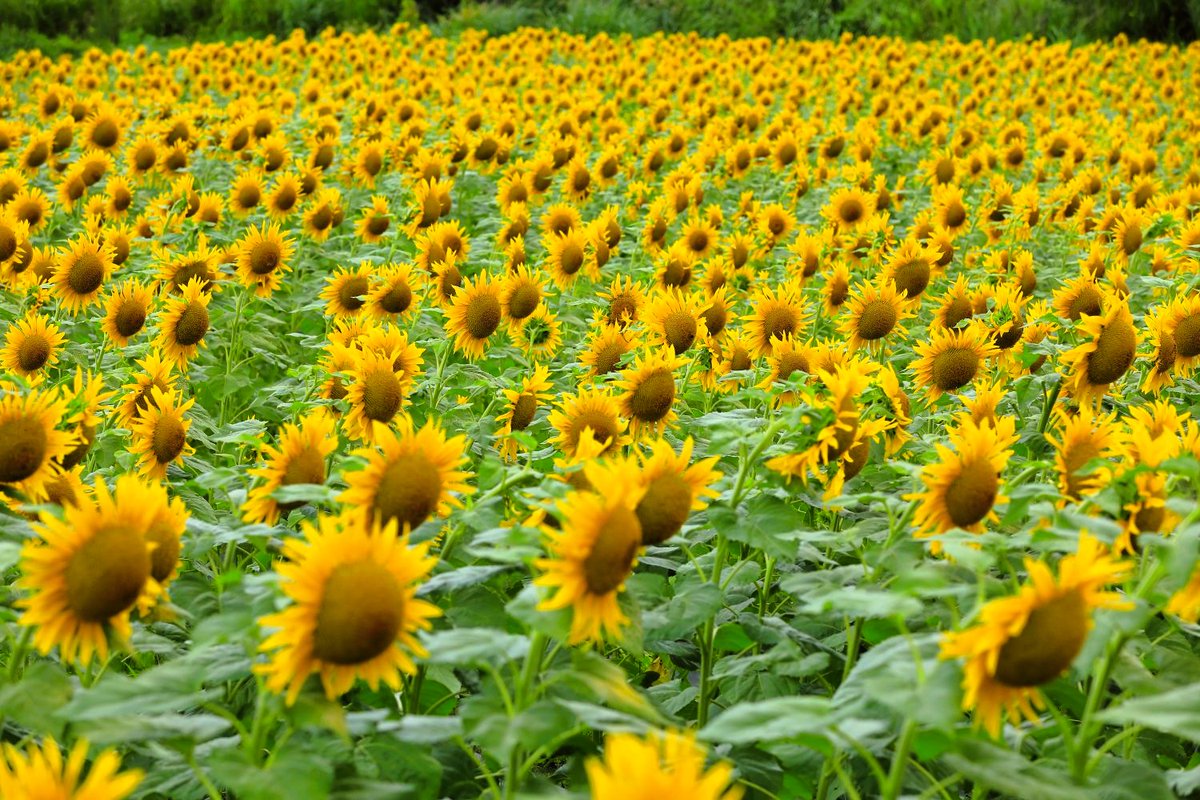 utamarukousa's tweet photo. 高原のヒマワリ🌻
ヒマワリを見ていると
色々な姿を思い浮かぶ

母と子🌻🌻
背高のっぽ🌻
ﾋｿﾋｿ話🌻🌻
コンサート会場のｻﾞﾜｻﾞﾜ感！

丸い形とヒマワリの明るさが
合わさると親しみやすく
親近感を感じます＼(^🌻^)／

信州平谷ヒマワリ畑📸 https://t.co/OWnKCbc183