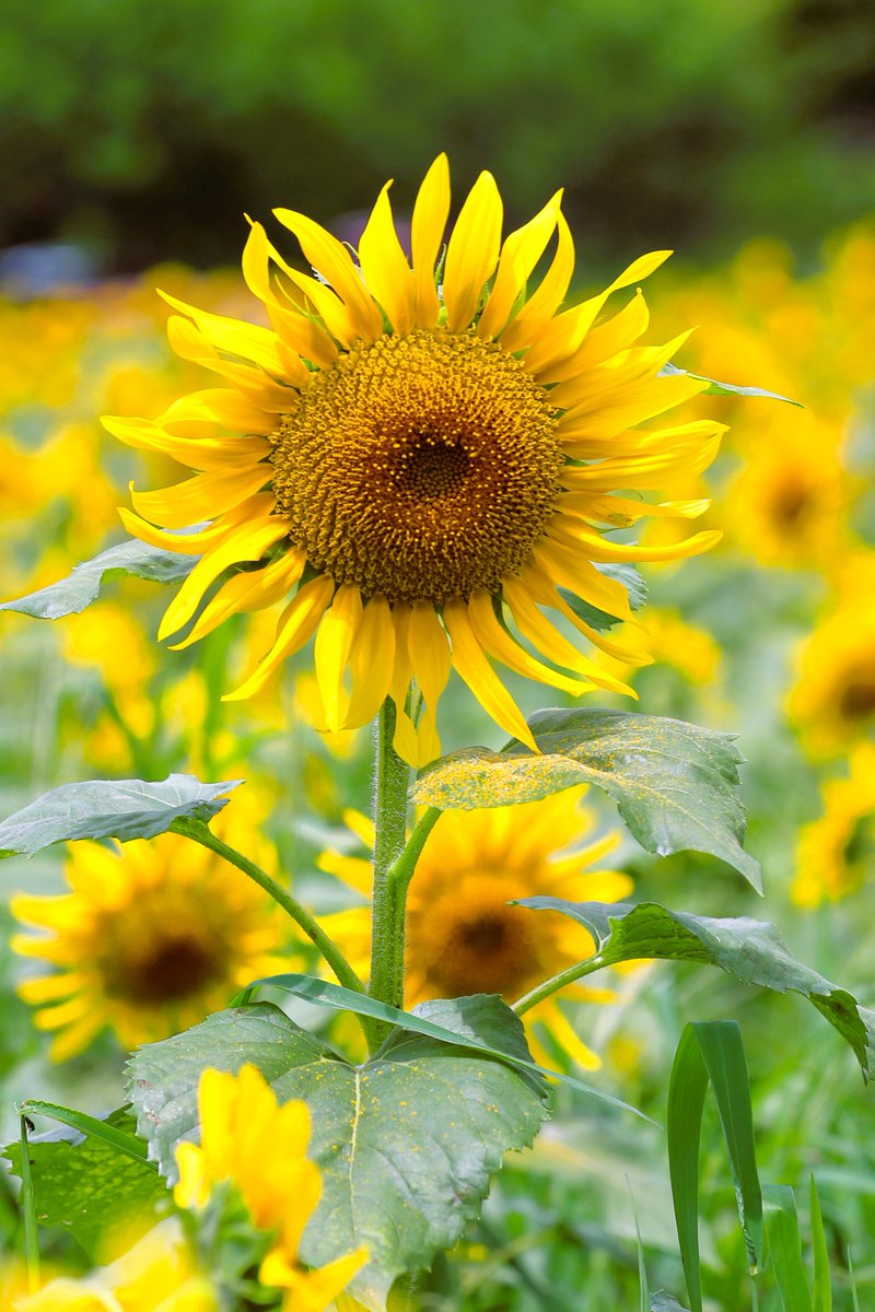 utamarukousa's tweet photo. 高原のヒマワリ🌻
ヒマワリを見ていると
色々な姿を思い浮かぶ

母と子🌻🌻
背高のっぽ🌻
ﾋｿﾋｿ話🌻🌻
コンサート会場のｻﾞﾜｻﾞﾜ感！

丸い形とヒマワリの明るさが
合わさると親しみやすく
親近感を感じます＼(^🌻^)／

信州平谷ヒマワリ畑📸 https://t.co/OWnKCbc183