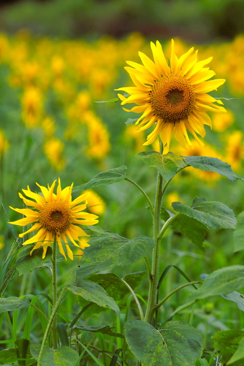 utamarukousa's tweet photo. 高原のヒマワリ🌻
ヒマワリを見ていると
色々な姿を思い浮かぶ

母と子🌻🌻
背高のっぽ🌻
ﾋｿﾋｿ話🌻🌻
コンサート会場のｻﾞﾜｻﾞﾜ感！

丸い形とヒマワリの明るさが
合わさると親しみやすく
親近感を感じます＼(^🌻^)／

信州平谷ヒマワリ畑📸 https://t.co/OWnKCbc183