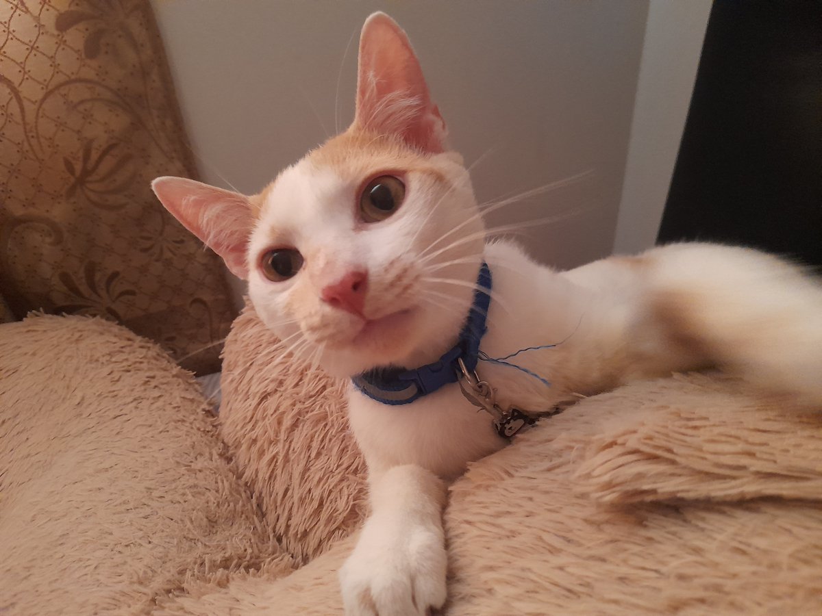 SirCarlos004's tweet photo. @makecatsbetter With my lil boy  :] https://t.co/SgKbiJW3lI