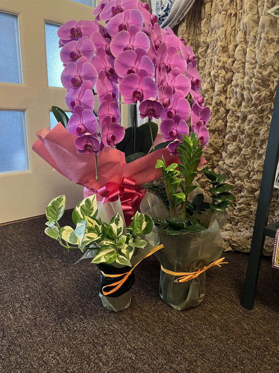 DelPiero_YH's tweet photo. お客さんから観葉植物🪴のプレゼントー！！
玄関が艶やかに☺️
大きく育てよう https://t.co/YR12kYPxYD