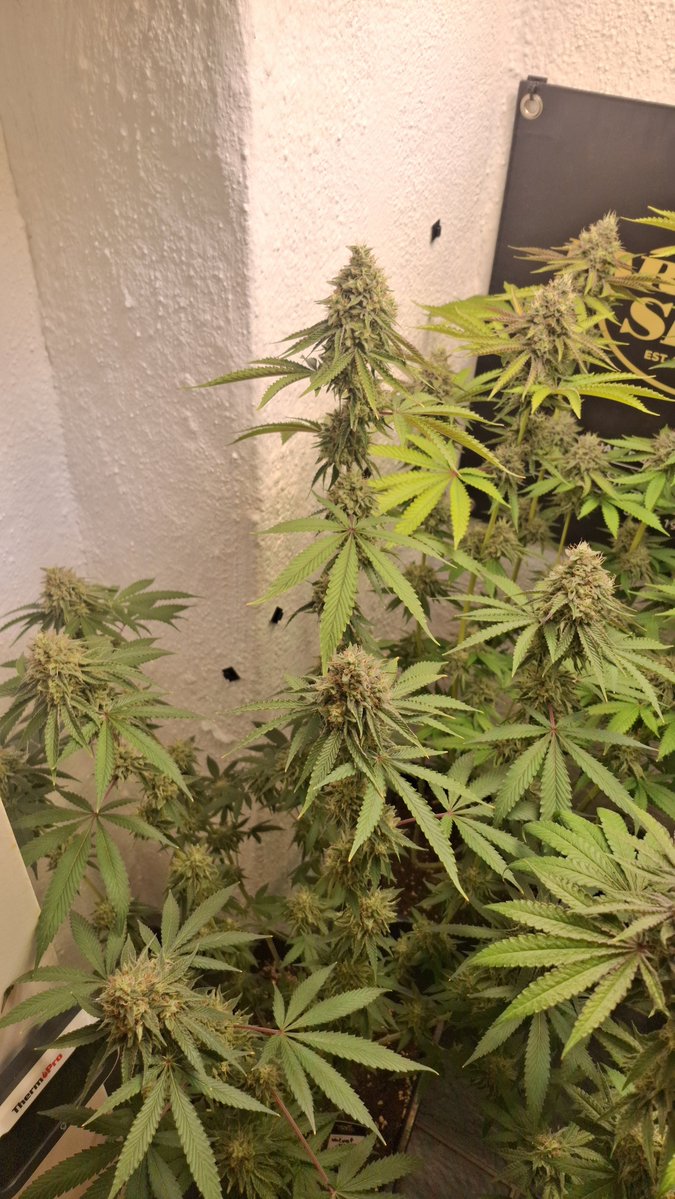 Acidburn_40's tweet photo. Velvet Mist by @paradiseseeds Flowering Day #52 https://t.co/xigD73ltq9
