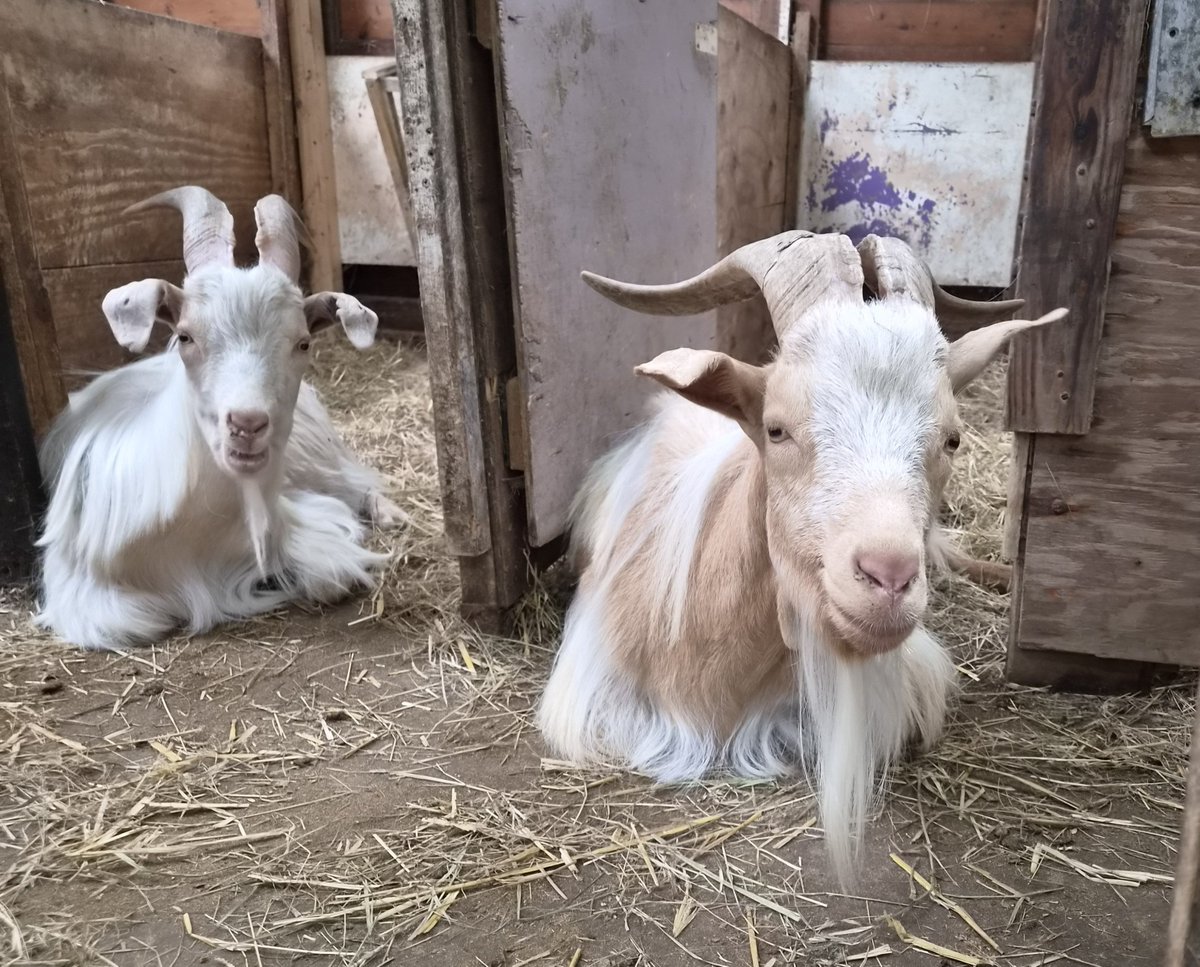 ButtercupsGoats's tweet photo. Lord Rhombus and Donkey  😊 https://t.co/caFKT07Src