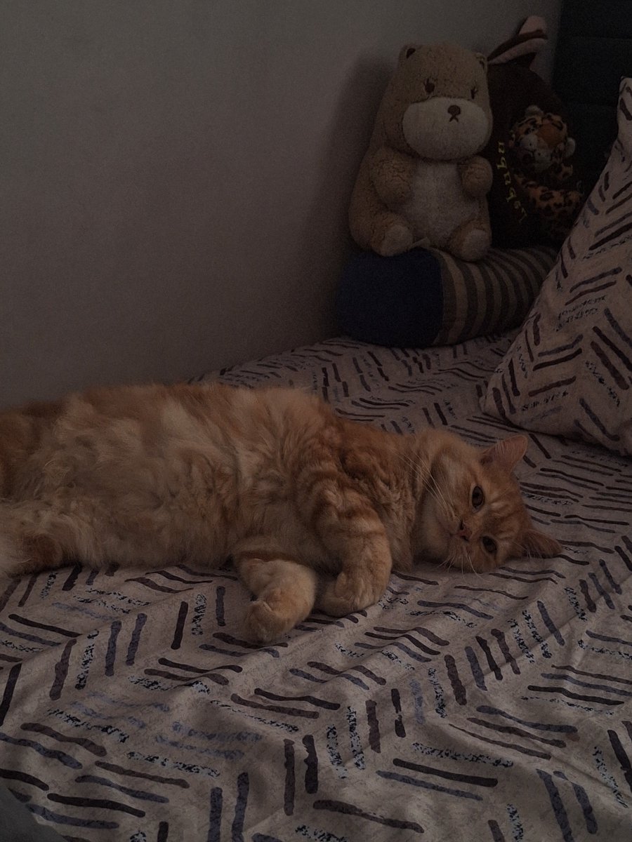 44_njh's tweet photo. kmrn pulang dia makin gendut,males diajak main,tidur mulu gasuka ahh https://t.co/LWjDrzl2rL