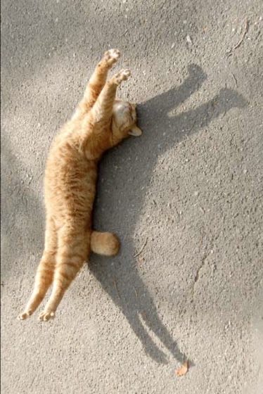 meowmaruz's tweet photo. meowwww https://t.co/HmyXcUueBi