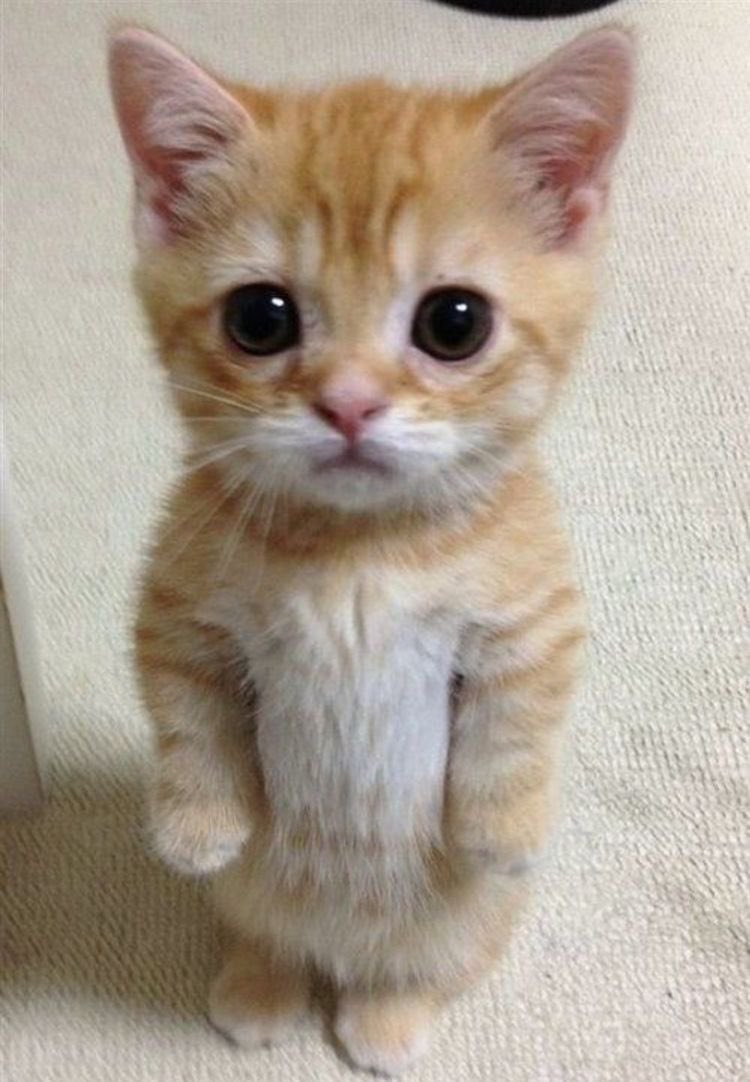 meowvanich tweet picture