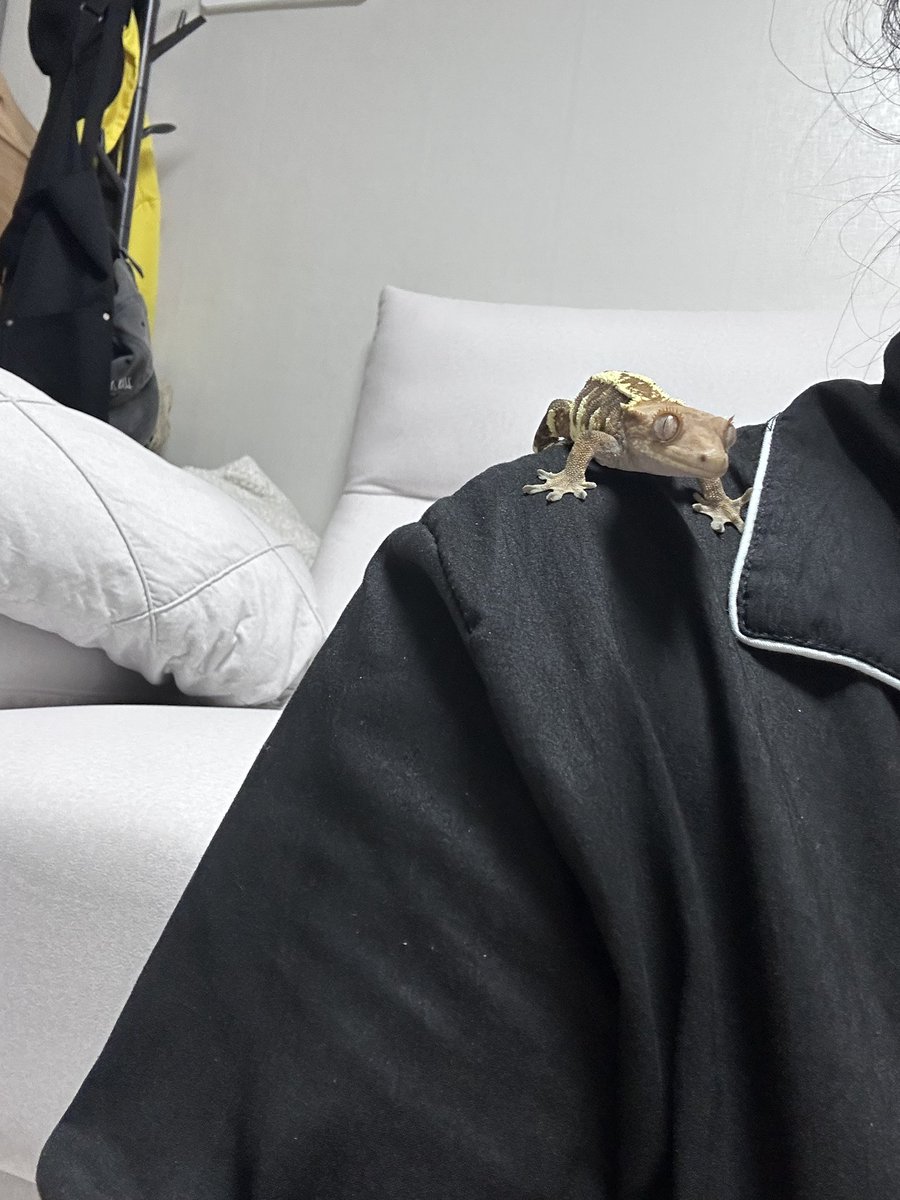 gosari_0805's tweet photo. 따끈따끈한 나뭇가지 https://t.co/6ySD97kHzR