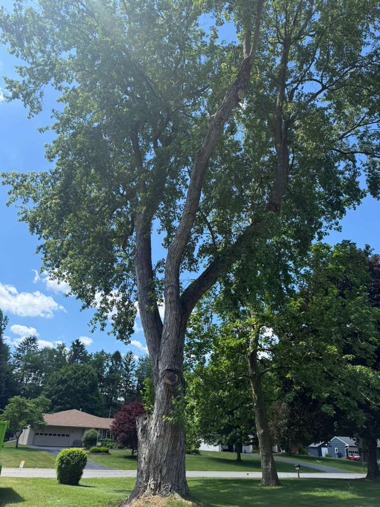 TreemanBuffalo tweet picture