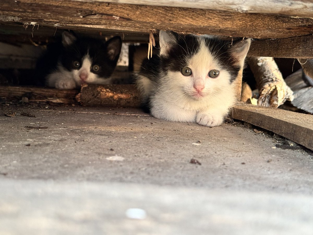 thanevaa's tweet photo. ya sev ta içten 
ya tamamen bırak https://t.co/fHXlQ4RbTo