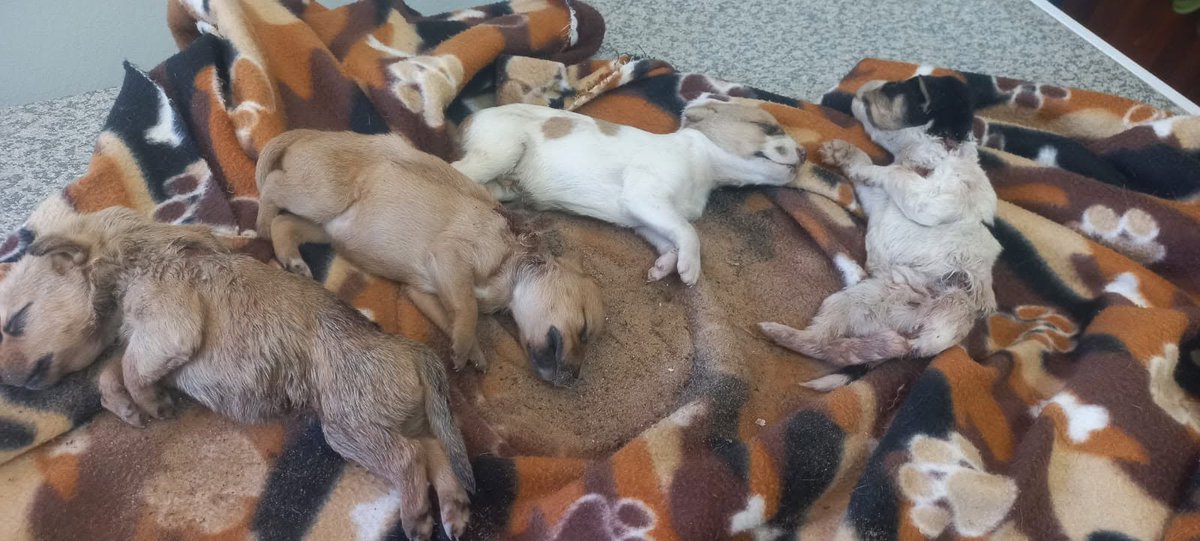 50andRacing's tweet photo. My people... What do you think this lady deserves for killing her own puppies?Hester Raubenheimer. Cruelty to animals must stop.
SHE HIT THEM TO DEATH WITH A SPADE.... https://t.co/iJeQqJaFEm