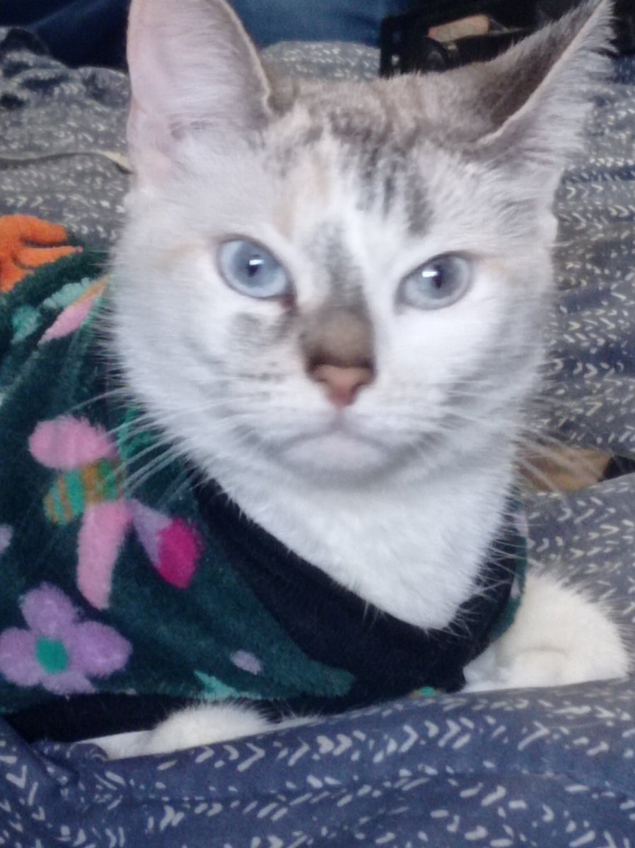 __c0l0rs's tweet photo. @meieff Mis dos gatitos, la Cali y el Oli (respectivamente) 🧡 https://t.co/PXJ1TG3DNu