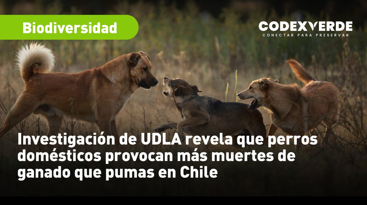 CodeXverde's tweet photo. 🐕El estudio analizó 496 eventos de depredación registrados por el SAG entre 2011 y 2019 y determinó que los perros fueron responsables del 68,3% de las muertes de ganado, frente al 27% atribuido a pumas. Los resultados apuntan a factores sociales, culturales y de gobernanza como elementos clave para abordar este conflicto https://t.co/9HeUAd4UKe