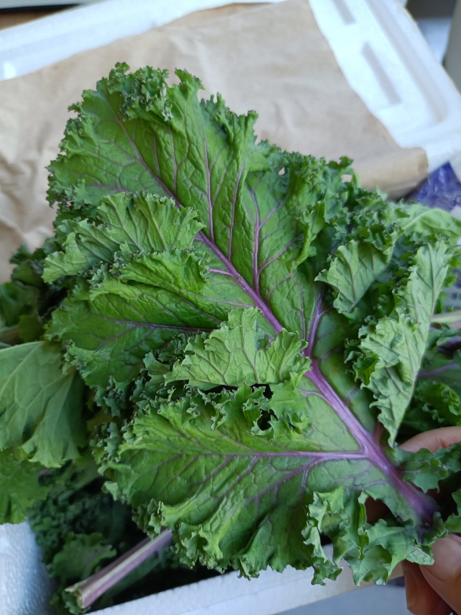 SKertzmann83814's tweet photo. Just tried organic baby kale from the local farmers’ market—crisp, earthy, and packed with so much fresh flavor! Perfect for morning smoothies or a quick salad add-in. https://t.co/JUSB1at8pr