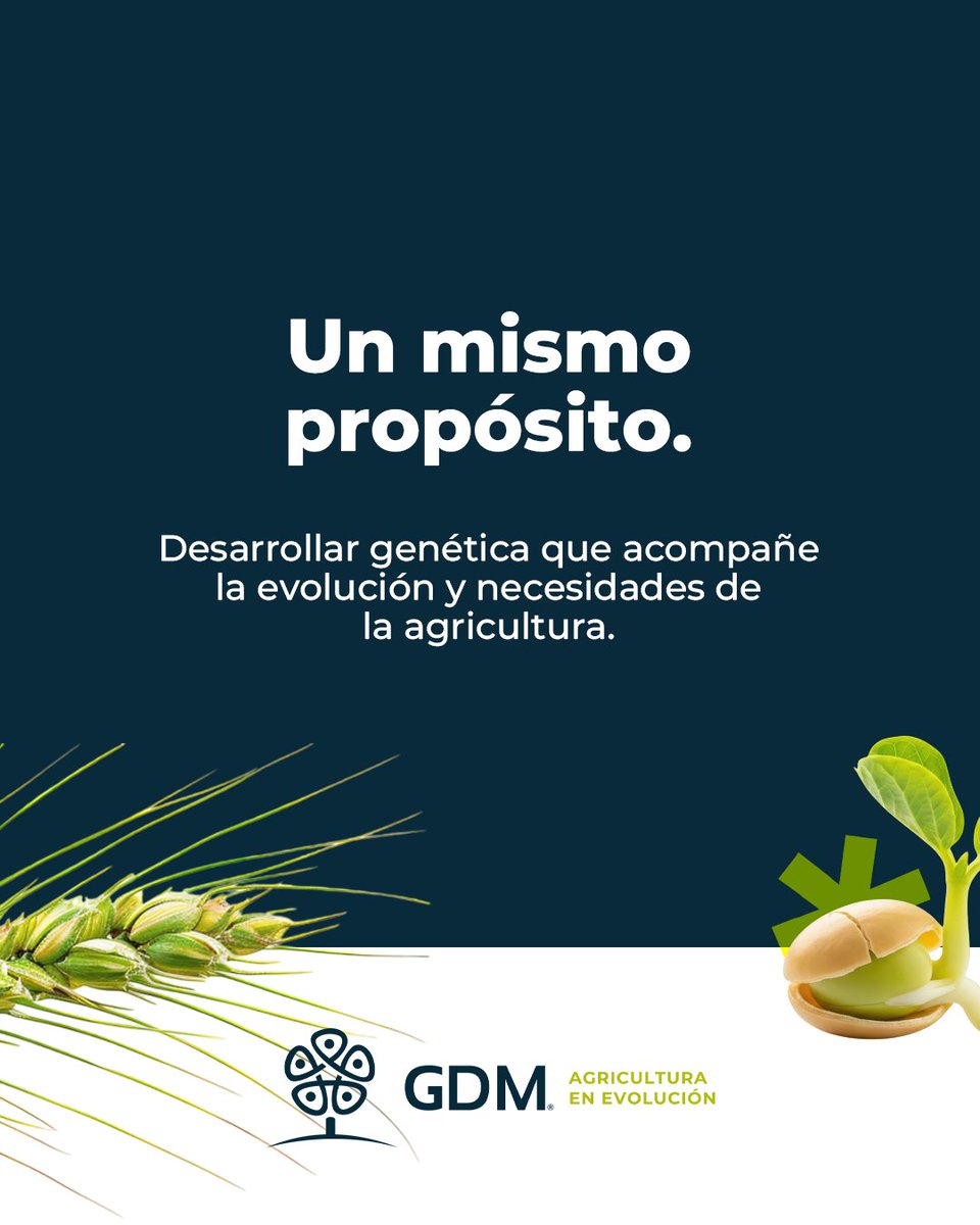 GDMSeeds's tweet photo. Cada cultivo presenta desafíos diferentes y requiere soluciones desarrolladas para responder a distintas condiciones de ambiente, manejo y producción.
En GDM trabajamos para transformar investigación y conocimiento en genética  para la agricultura global. https://t.co/J6dSs9gbu0