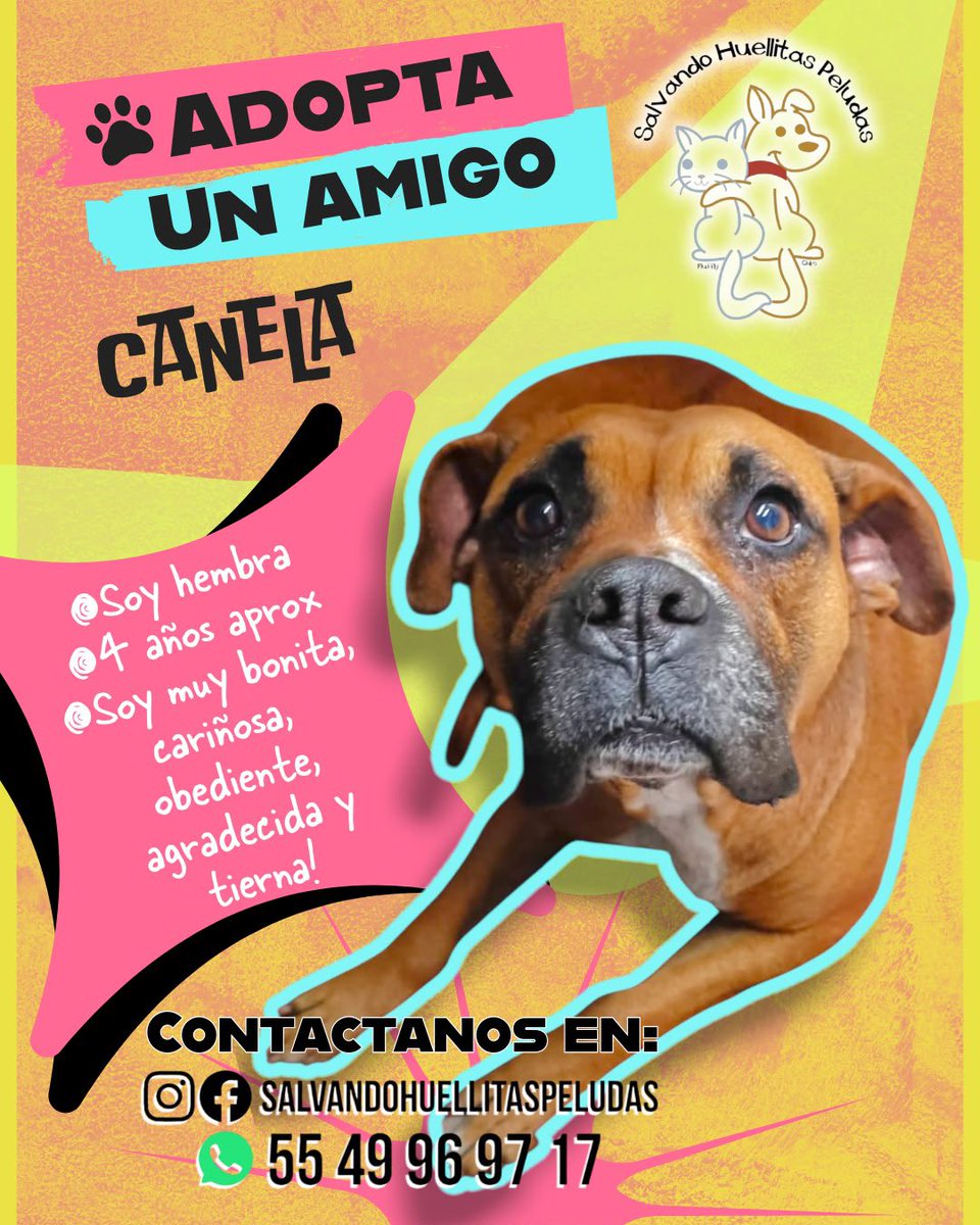 Farandula021's tweet photo. ¡#Canela está llena de amor y ternura para llenar de alegría un hogar! 🐾✨ Ayúdanos compartiendo para que pueda encontrar un hogar.
Más información a través de #SalvandoHuellitasPeludas https://t.co/69x5ueDQAB